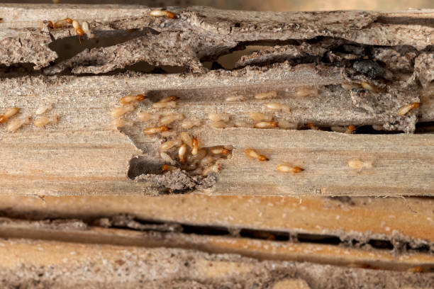 Best Pest Control Near Me  in Lazy Mountain, AK