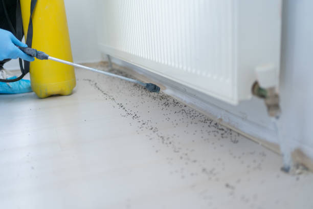 Best Pest Control for Restaurants  in Lazy Mountain, AK